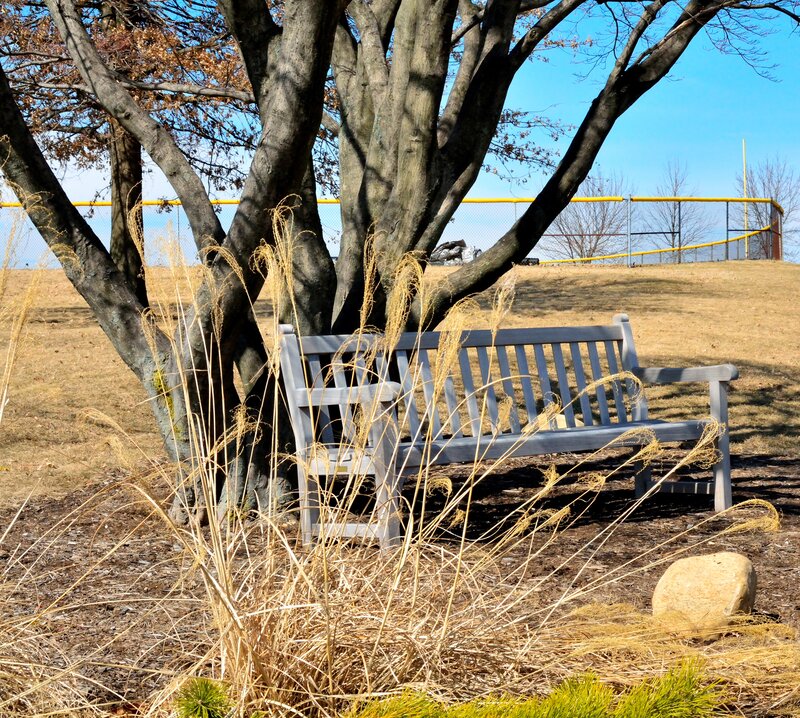 Wooden Bench under Tree — Brown, Serene