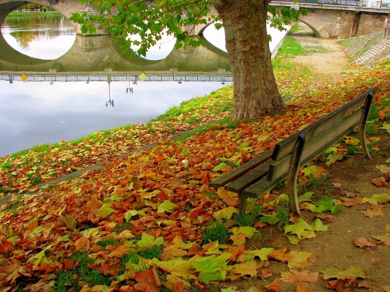 Wooden Bench under Tree — Brown