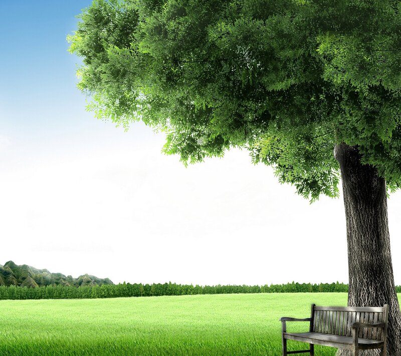 Wooden Bench under Tree — Green, Serene, Afternoon, Photograph, Field