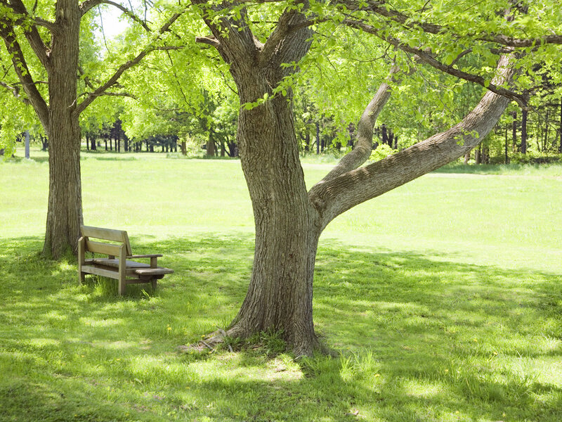 Wooden Bench under Tree — Green, Serene, Afternoon, Photograph, Grass, Brown