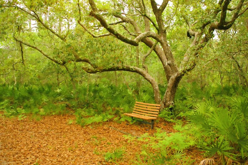 Wooden Bench under Tree — Green, Serene, Afternoon, Photograph, Leaves
