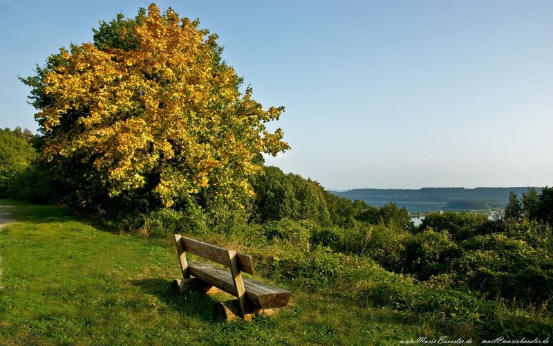 Wooden Bench under Tree — Green, Serene, Autumn, Photograph, Lake