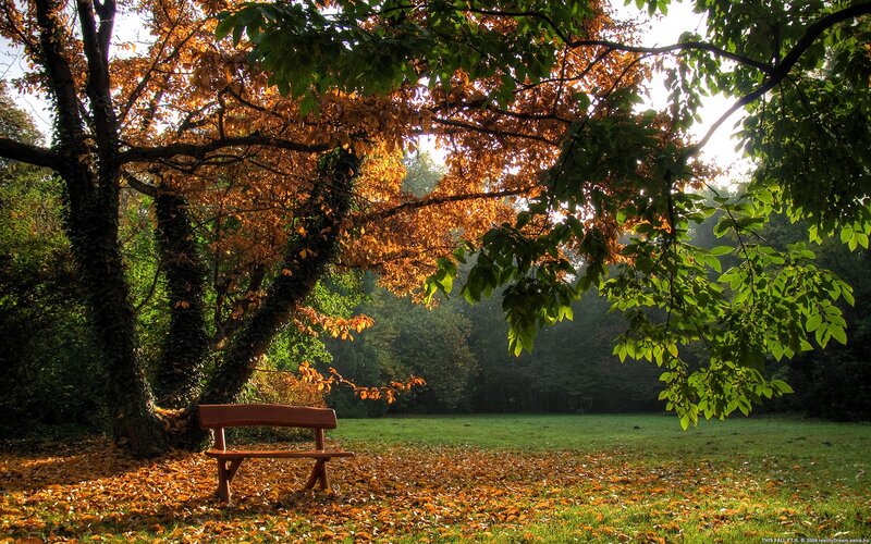 Wooden Bench under Tree — Green, Serene, Autumn, Photograph, Leaves, Grass