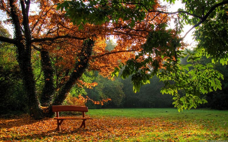 Wooden Bench under Tree — Green, Serene, Autumn, Photograph, Leaves