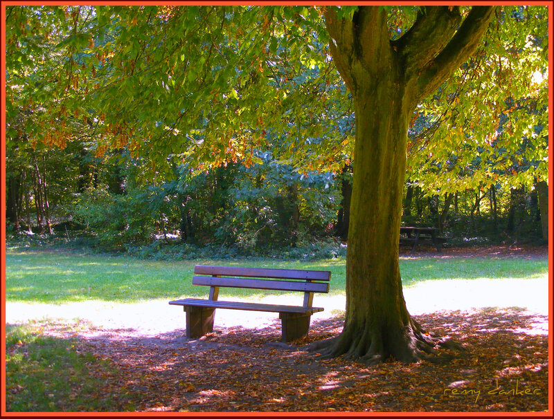 Wooden Bench under Tree — Green, Serene, Autumn