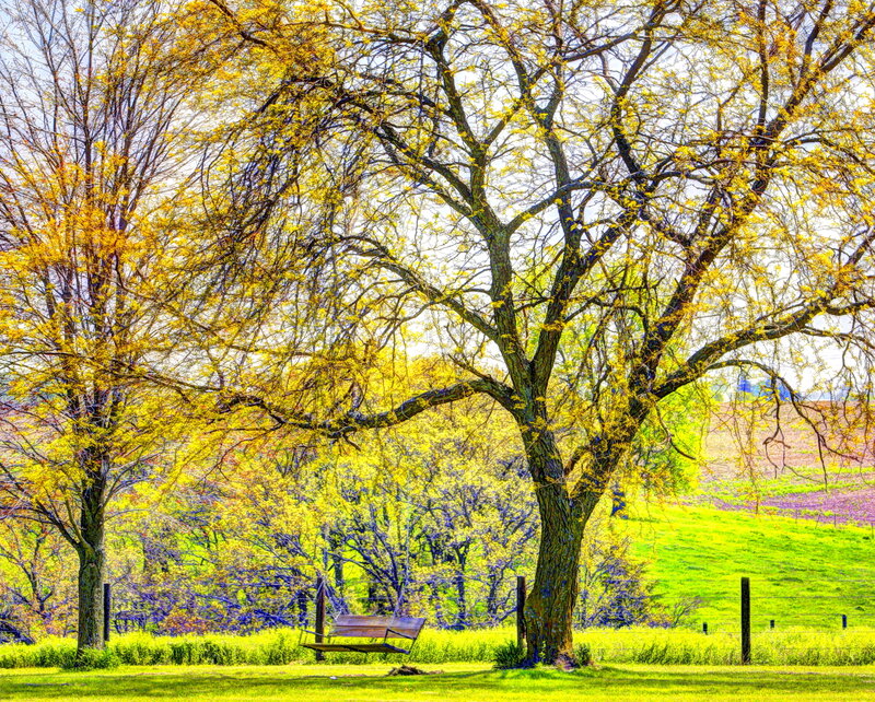 Wooden Bench under Tree — Green, Serene, Spring, Photograph