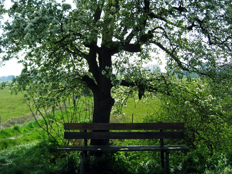 Wooden Bench under Tree — Green, Serene, Spring