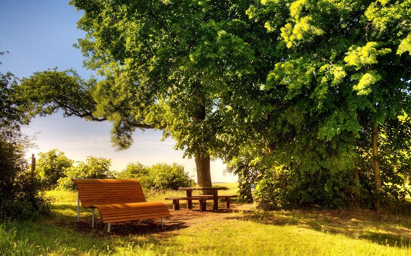 Wooden Bench under Tree — Green, Serene