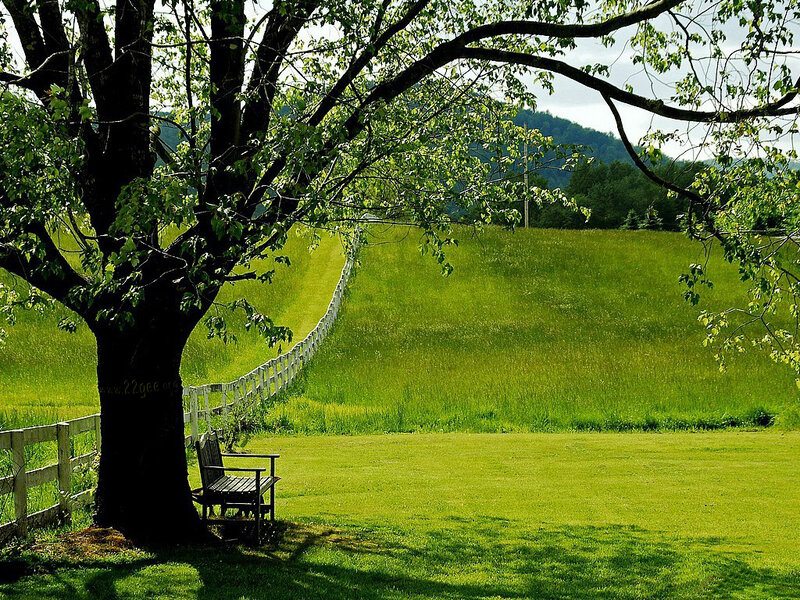 Wooden Bench under Tree — Green