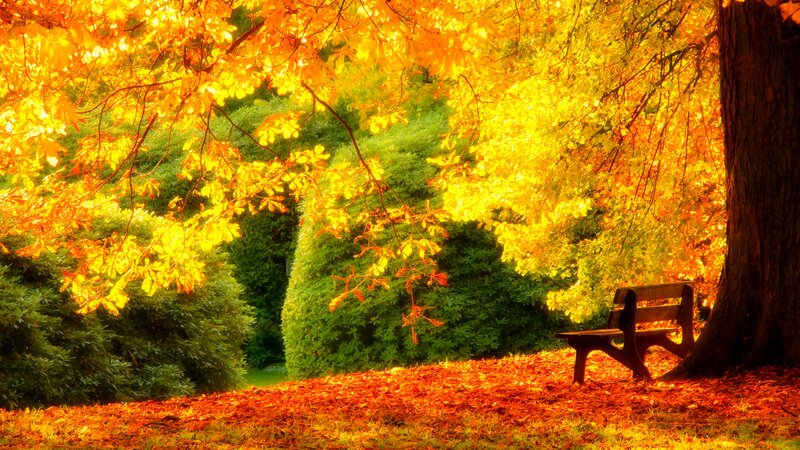 Wooden Bench under Tree — Orange, Serene, Autumn, Photograph, Leaves