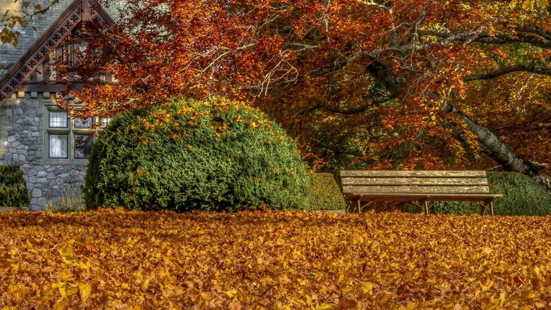 Wooden Bench under Tree — Orange, Serene, Autumn, Photograph, Stone House