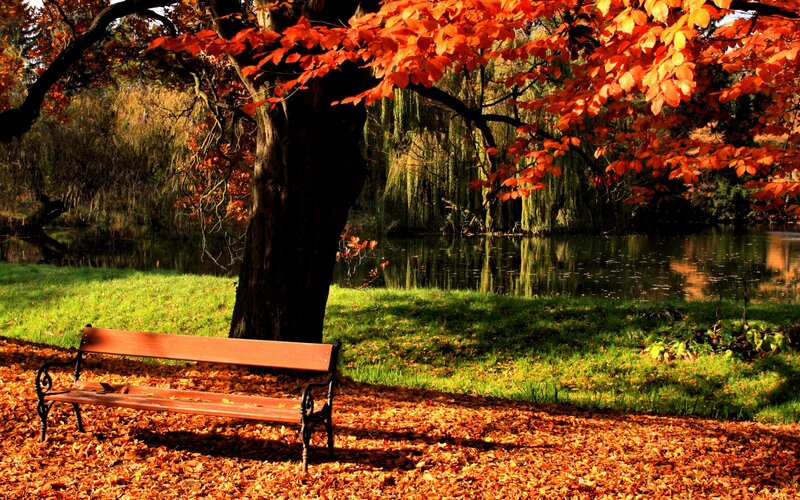 Wooden Bench under Tree — Orange, Serene, Autumn