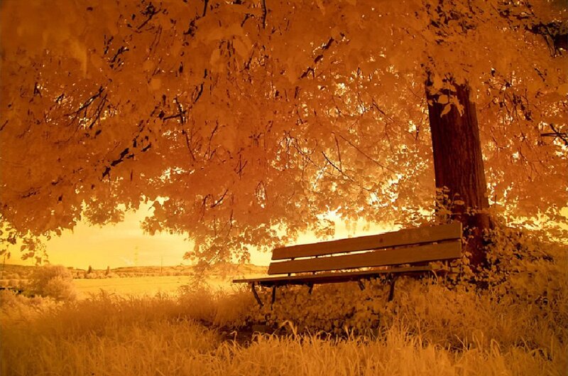 Wooden Bench under Tree — Orange, Serene, Sunset