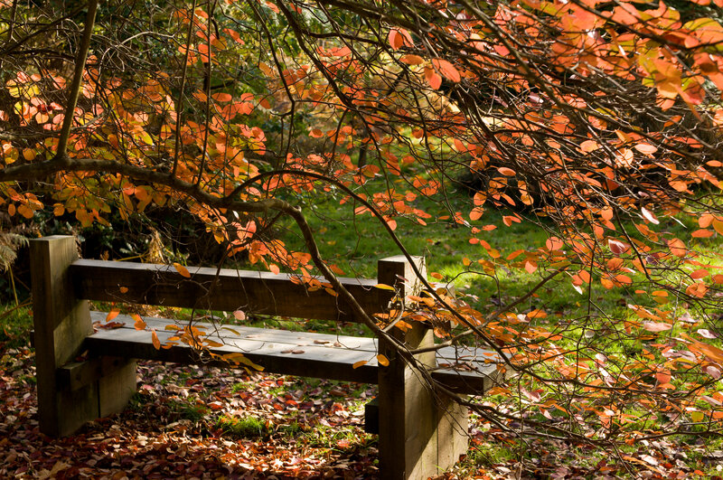Wooden Bench under Tree — Orange