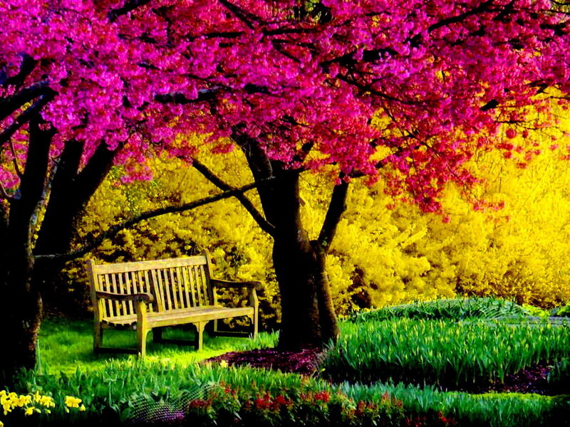 Wooden Bench under Tree — Pink