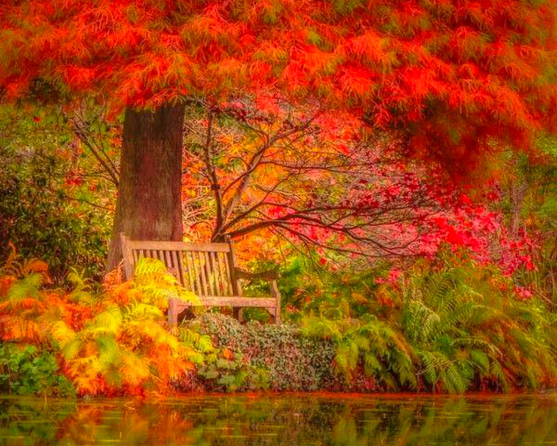 Wooden Bench under Tree — Red, Serene, Autumn, Digital Art