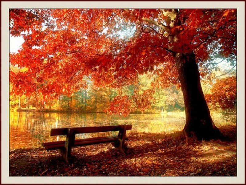Wooden Bench under Tree — Red, Serene, Autumn, Photograph