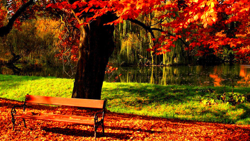 Wooden Bench under Tree — Red, Serene, Autumn