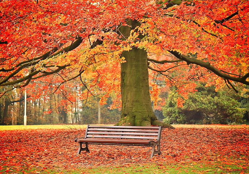 Wooden Bench under Tree — Red, Serene