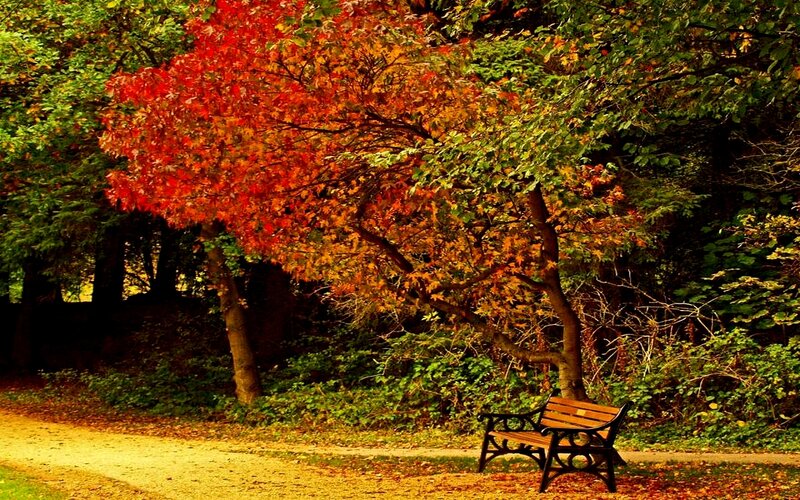 Wooden Bench under Tree — Red