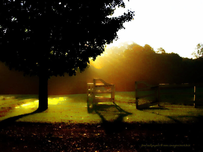 Wooden Bench under Tree