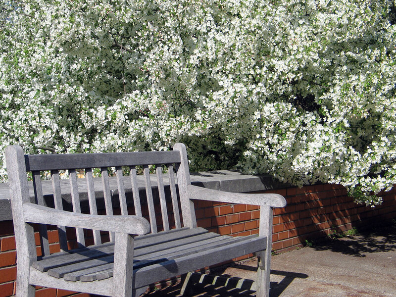 Wooden Bench under Tree — White