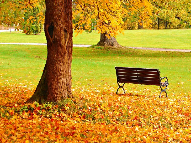 Wooden Bench under Tree — Yellow, Serene, Autumn, Photograph, Fallen Leaves