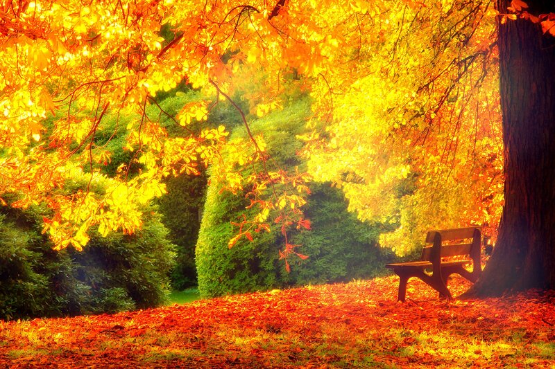 Wooden Bench under Tree — Yellow, Serene, Autumn, Photograph, Leaves, Hedge
