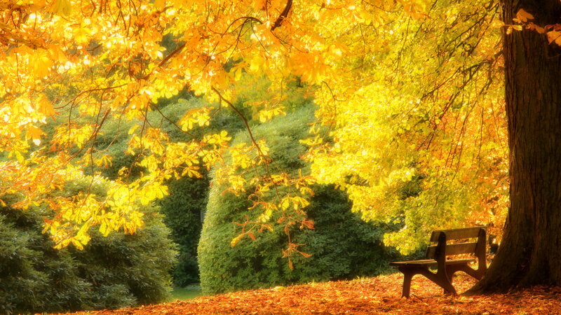 Wooden Bench under Tree — Yellow, Serene, Autumn, Photograph, Leaves