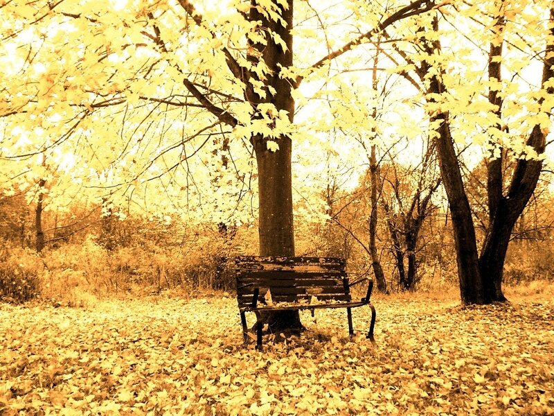 Wooden Bench under Tree — Yellow, Serene, Autumn