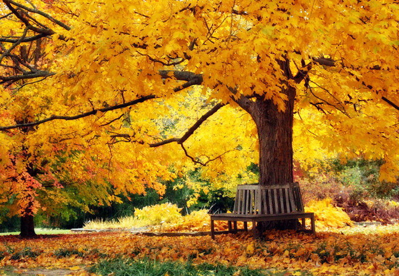 Wooden Bench under Tree — Yellow, Serene
