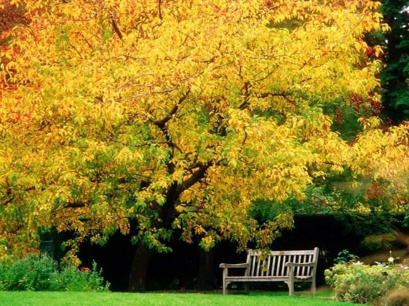 Wooden Bench under Tree — Yellow
