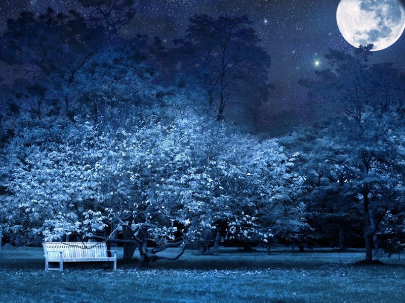 Wooden Bench under Trees — Blue