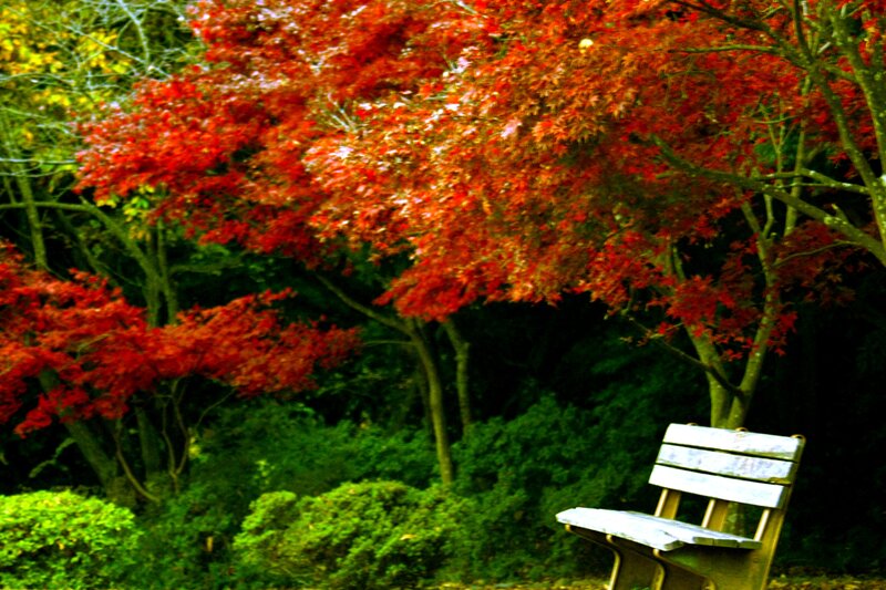 Wooden Bench under Trees — Red