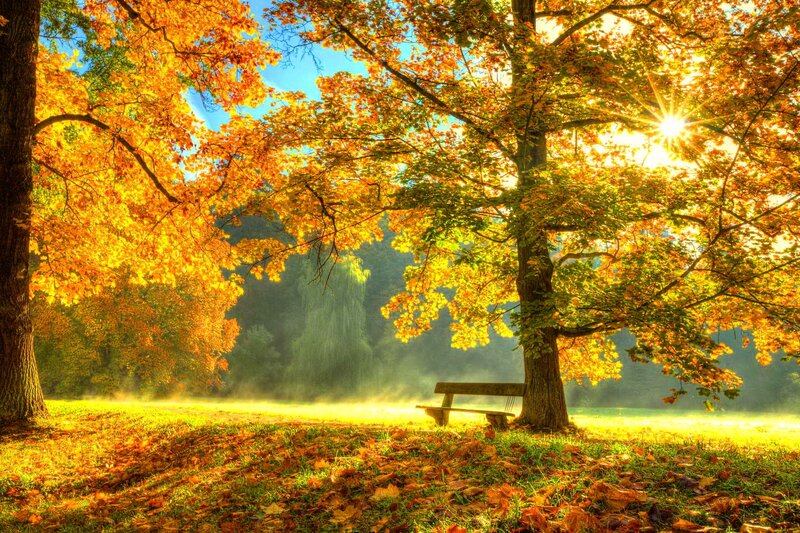 Wooden Bench under Trees — Yellow, Serene