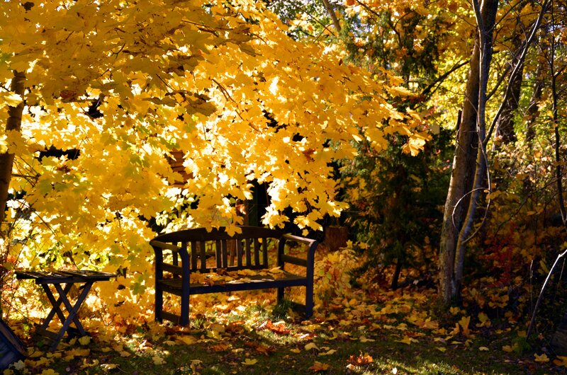 Wooden Bench under Trees — Yellow