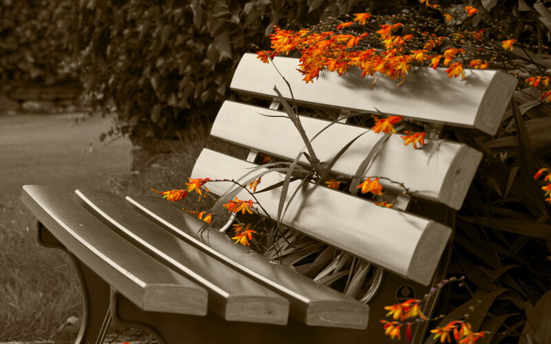 Wooden Bench with Flowers — Orange