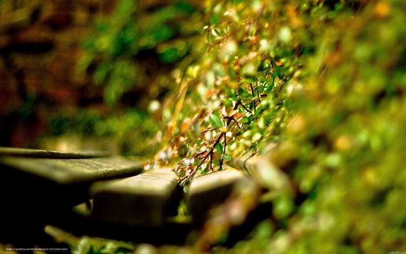 Wooden Bench with Greenery