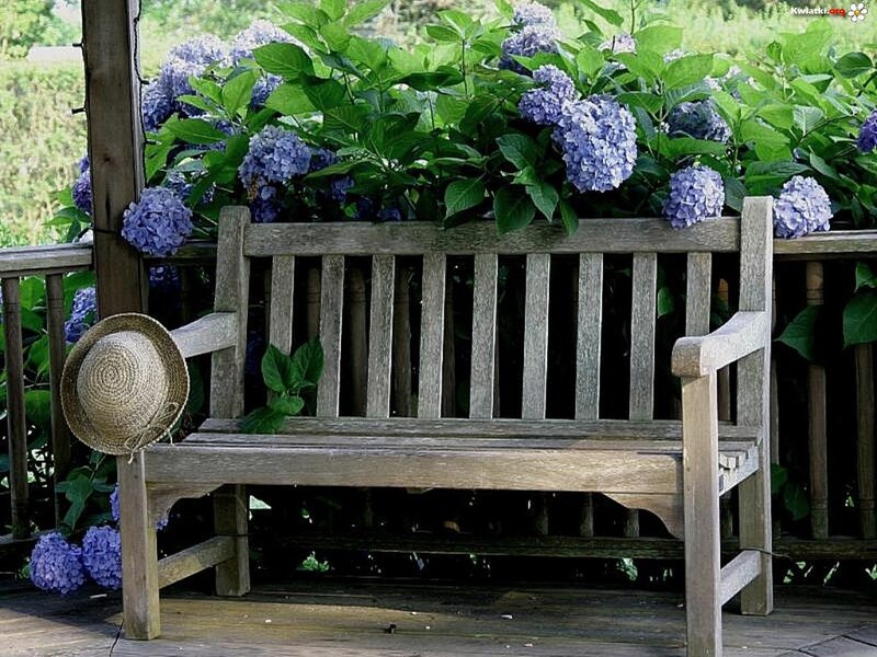 Wooden Bench with Hydrangeas — Blue