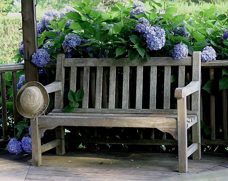 Wooden Bench with Hydrangeas