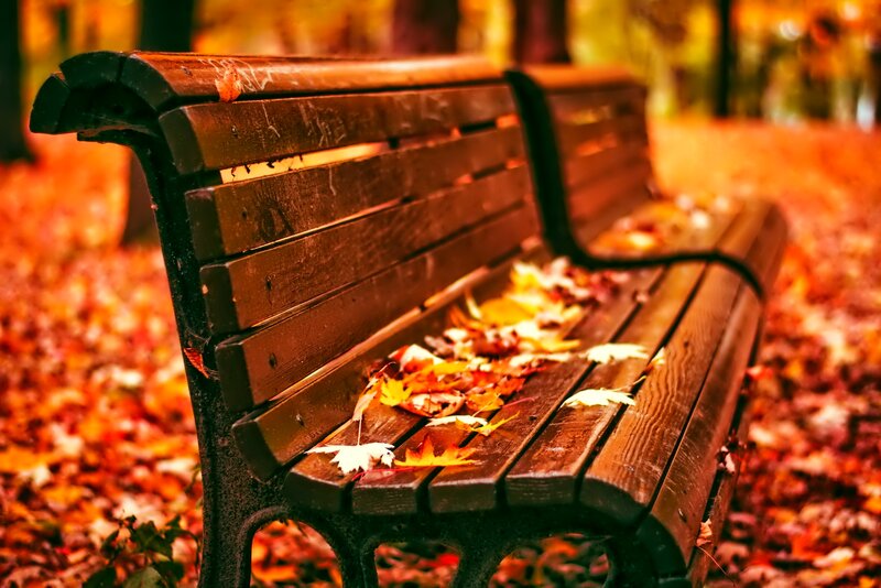 Wooden Bench with Leaves — Brown, Serene