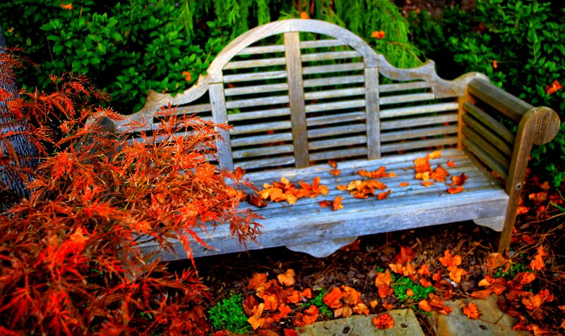 Wooden Bench with Leaves — Orange, Serene