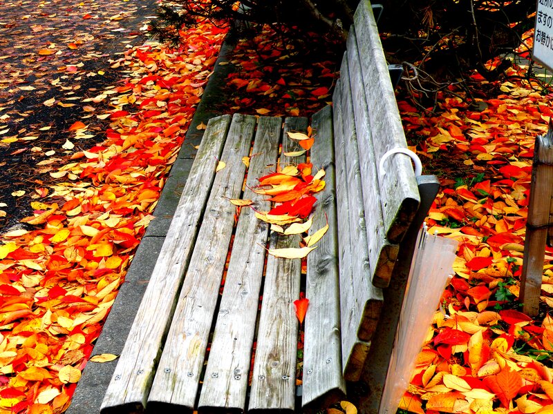 Wooden Bench with Leaves — Red, Autumnal