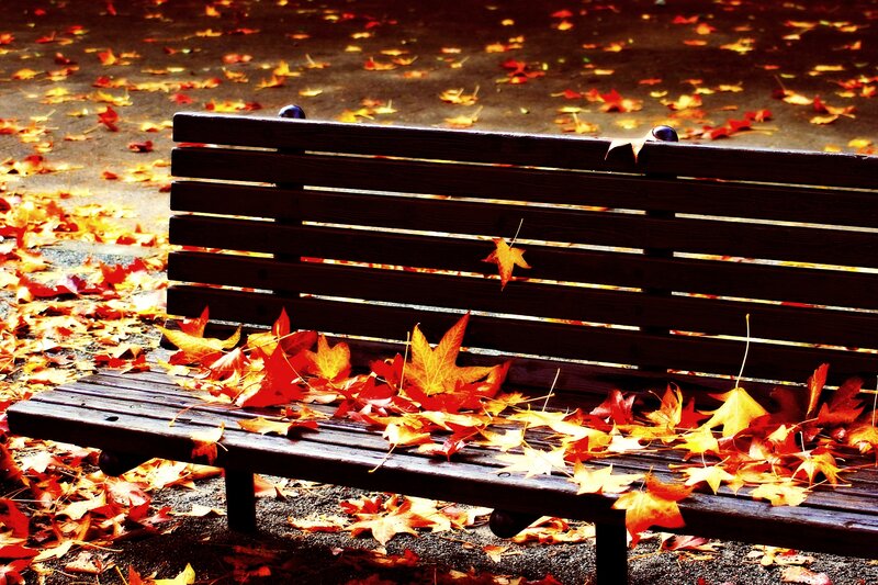 Wooden Bench with Leaves — Red