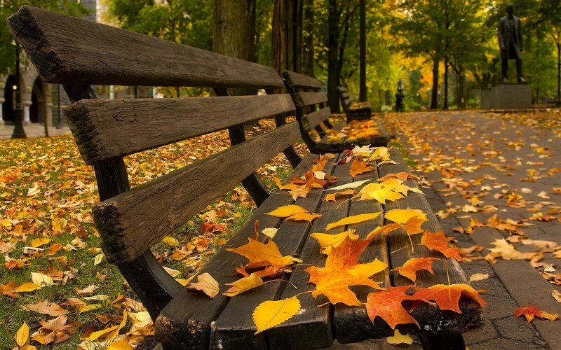 Wooden Bench with Leaves — Yellow