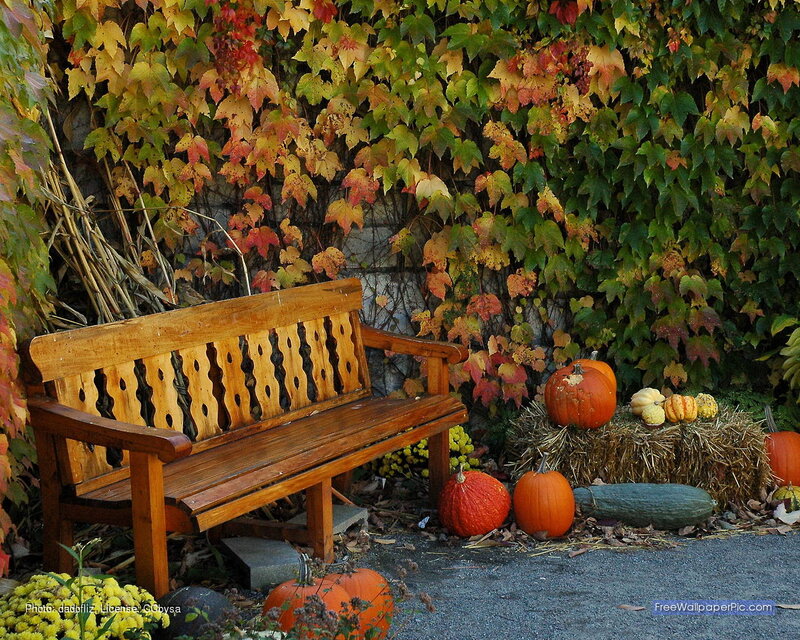 Wooden Bench with Pumpkins — Orange