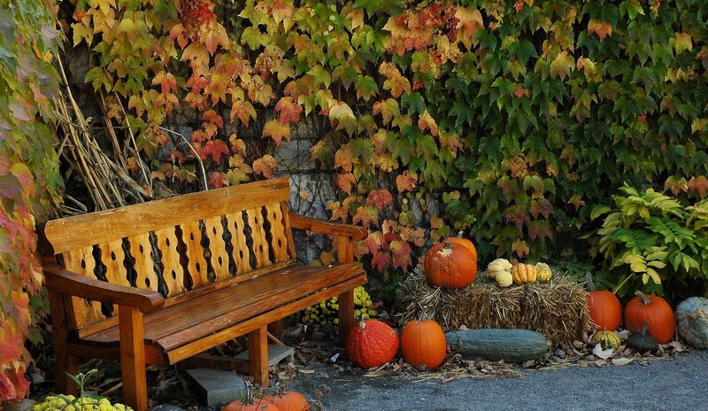 Wooden Bench with Pumpkins