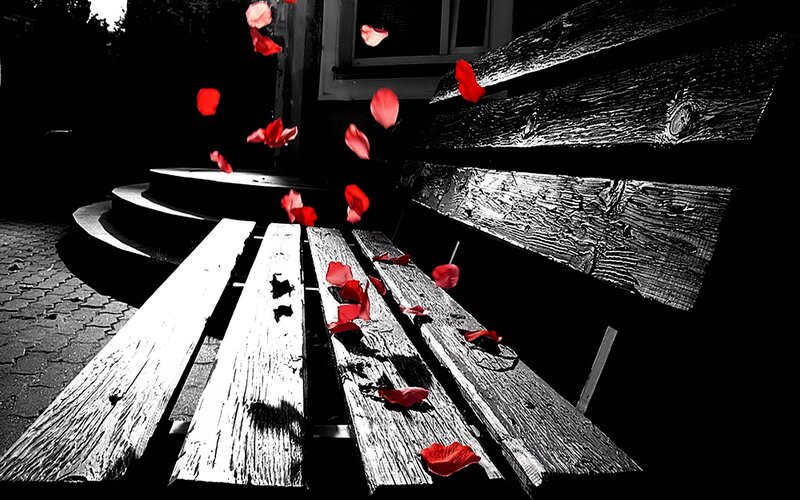 Wooden Bench with Rose Petals — Black