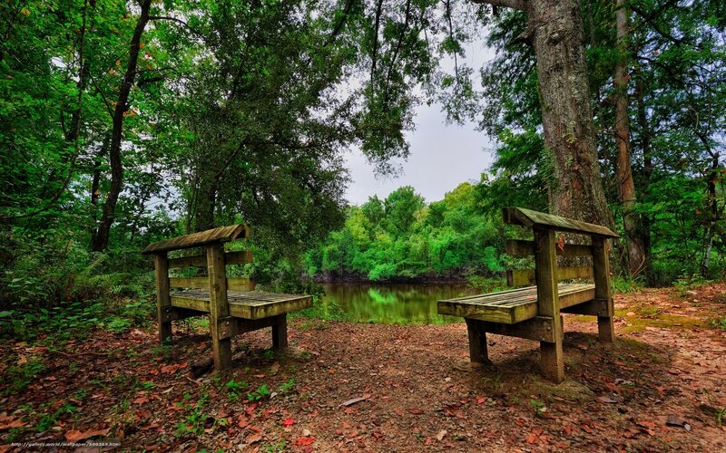 Wooden benches by a forest pond
