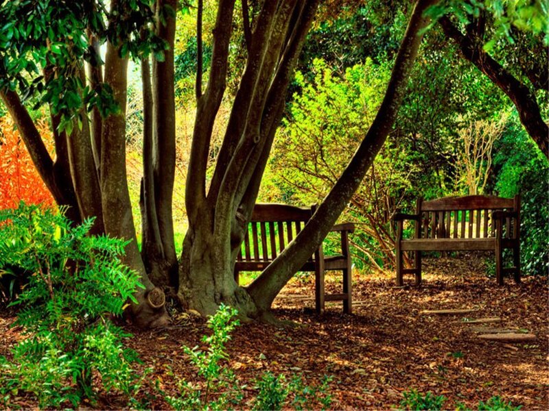 Wooden benches in a leafy garden